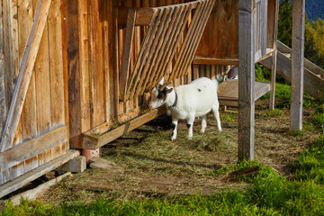 White goat eating in the mountain hut.
