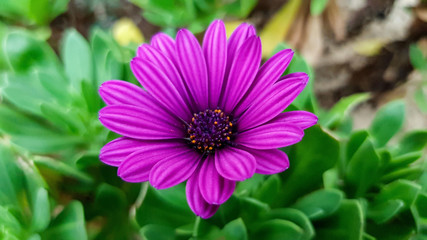 Closeup of a lively purple daisy