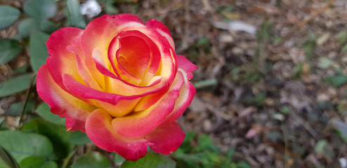 Fototapeta na wymiar Closeup of a red and yellow rose