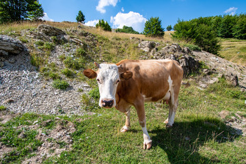Fototapeta na wymiar Zelengora is a mountain range in the Sutjeska National Park of Bosnia and Herzegovina