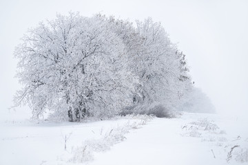 a row of snow-white trees in hoarfrost in a snow-covered field. Black and white minimalism of winter. Minimum color.
