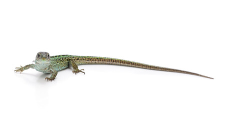 One green lizard.