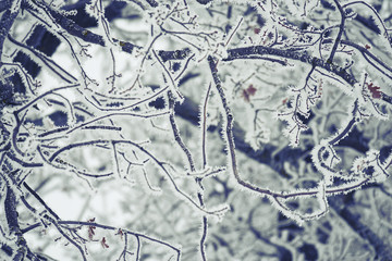 Tree branches in fluffy hoarfrost. Natural natural winter background.