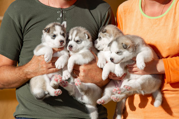 Four puppies Siberian Husky. Litter dogs in the hands of the breeder. Little puppies.