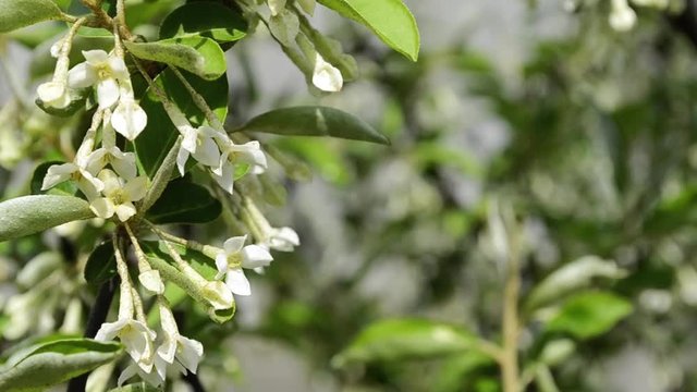 The branch is strewn with fragrant white flowers (Elaeagnus multiflora). Rocking in the wind