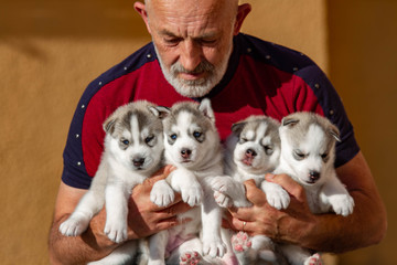 Five puppies Siberian Husky. Litter dogs in the hands of the breeder. Little puppies.