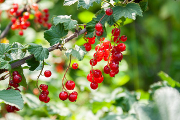 Bouquet of red currant berries (Ribes rubrum) on a branch with leaves close-up.