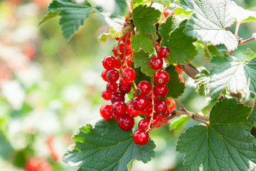 Bouquet of red currant berries (Ribes rubrum) on a branch with leaves close-up.