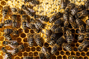 Macro shot of bees swarming on a honeycomb