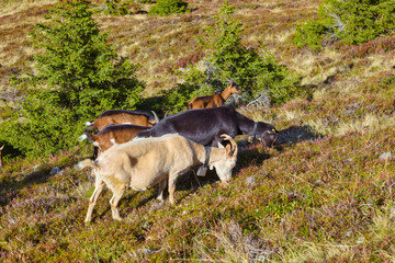 Goats herd while grazing in the mountains.