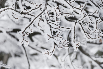 Tree branches in fluffy hoarfrost. Natural natural winter background.