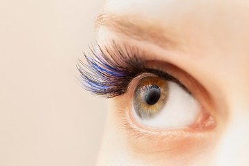 Blue color eyelash extensions. Trendy false lash style close-up, eye macro