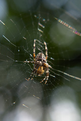 Close-up of a female European garden cross spider (Araneus diadematus) in the web