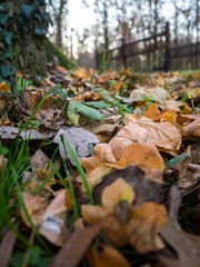 Autumn leaves in forest