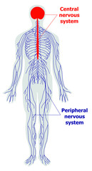 Anatomy of the nervous system