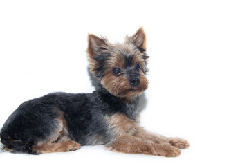 Yorkshire Terrier dog on a white background. Little dog isolated on a white background. Sheared dog. A pet.