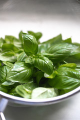 Fresh organic basil, growing in the garden. Bright green basilic leaves. Outdoors. Natural food background with copy space