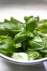 Fresh organic basil, growing in the garden. Bright green basilic leaves. Outdoors. Natural food background with copy space