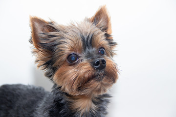 Yorkshire Terrier dog on a white background. Little dog isolated on a white background. Sheared dog. A pet.