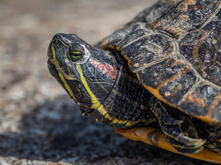TURTLE Close-up portrait MACRO