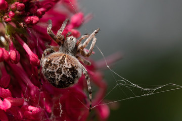 SPIDER Close up Macro