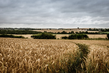 Fototapeta premium field of wheat with sky and clouds