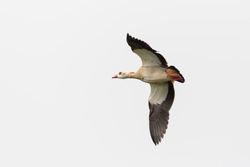 portrait of nile goose (alopochen aegyptiaca) in flight