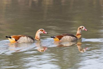 Obraz premium two egyptian nile geese (alopochen aegyptiaca) swimming in water