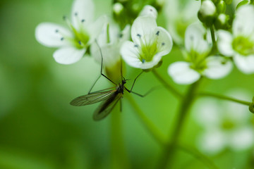 macro shot of an insect with long wings on a lush flower in the forest