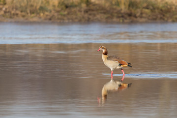 one egyptian nile goose (alopochen aegyptiaca) wading in water