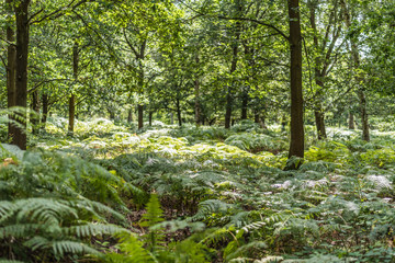 Ferns and trees in the forest