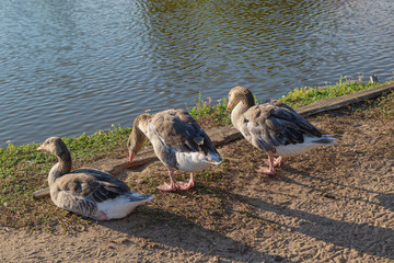 Three geese rest on the beach in the evening sun