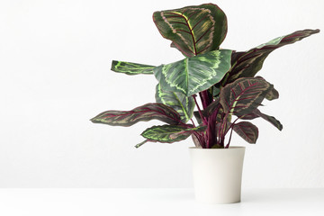 Houseplant maranta in white pot over white wall