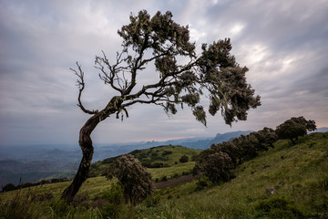 Fototapeta na wymiar wind shaped tree, Simien Mountains, Ethiopia 