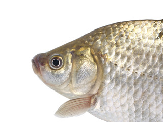  fish crucian carp  carassius