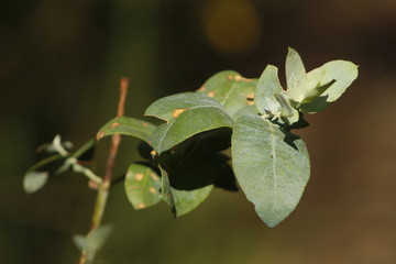 raindrops on leaves