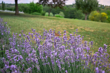 many butterflies sitting on a beautiful and fragrant lavender