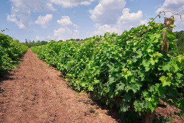 Fototapeta na wymiar Green vineyards in good weather under blue sky