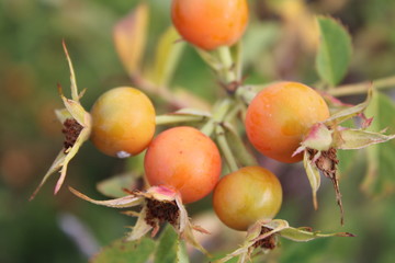 the rose hips on the tree