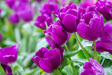 Obraz premium Tulip flower with green leaf background in tulip field at winter or spring day for postcard beauty decoration and agriculture concept design.
