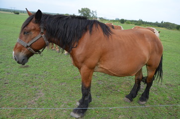 koń, zwierzak, źrebak, braun, farma, cheval, klacz, gras, pastwisko, charakter, pola, młoda, colt, koni, hayfield, ssak, kuc, zieleń, zwierzak, bobasy, jeździec, ogier, pastwisko, biała, obszarów w © Szymon