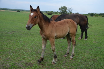 koń, zwierzak, źrebak, braun, farma, cheval, klacz, gras, pastwisko, charakter, pola, młoda, colt, koni, hayfield, ssak, kuc, zieleń, zwierzak, bobasy, jeździec, ogier, pastwisko, biała, obszarów w © Szymon