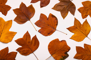 Autumn background of creative yellow dead leaves on white