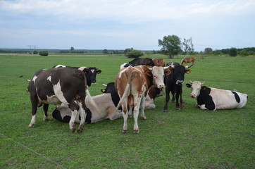 Fototapeta na wymiar krowa, zwierzak, farma, bydło, gras, pola, rolnictwa, hayfield, krowa, biała, pastwisko, mleczko, pastwisko, rolnictwa, braun, zieleń, gospodarstwo mleczne, czarna, charakter, obszarów wiejskich, woło