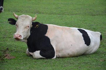 krowa, zwierzak, farma, bydło, gras, pola, rolnictwa, hayfield, krowa, biała, pastwisko, mleczko, pastwisko, rolnictwa, braun, zieleń, gospodarstwo mleczne, czarna, charakter, obszarów wiejskich, woło © Szymon