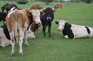 krowa, zwierzak, farma, bydło, gras, pola, rolnictwa, hayfield, krowa, biała, pastwisko, mleczko,...