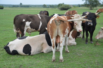krowa, zwierzak, farma, bydło, gras, pola, rolnictwa, hayfield, krowa, biała, pastwisko, mleczko, pastwisko, rolnictwa, braun, zieleń, gospodarstwo mleczne, czarna, charakter, obszarów wiejskich, woło © Szymon
