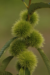 Wild Chestnuts