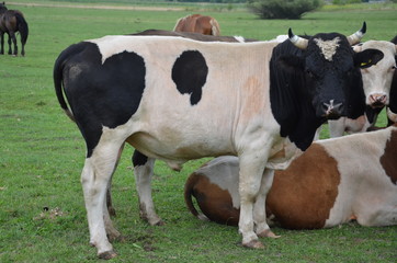 krowa, farma, zwierzak, bydło, gras, pola, rolnictwa, hayfield, biała, mleczko, krowa, pastwisko,...