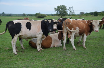 krowa, farma, zwierzak, bydło, gras, pola, rolnictwa, hayfield, biała, mleczko, krowa, pastwisko, czarna, zieleń, rolnictwa, pastwisko, braun, gospodarstwo mleczne, wołowina, zwierzak, charakter, zwie © Szymon